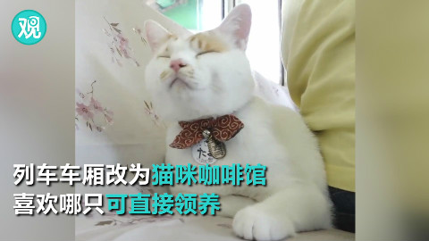 吸猫天堂!日本“小猫列车”开动~